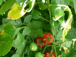 Come si raccolgono gli ortaggi e le piante aromatiche 955 0 Come si raccolgono gli ortaggi e le erbe aromatiche